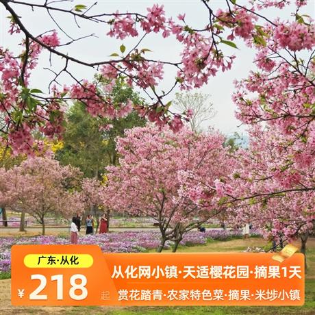 從化網紅米埗小鎮+天適櫻花園+摘果一天游春季踏青 賞花