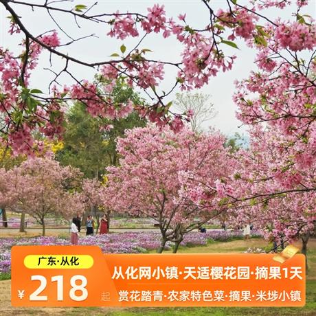 從化網紅米埗小鎮+天適櫻花+摘果一天游春季踏青 賞花